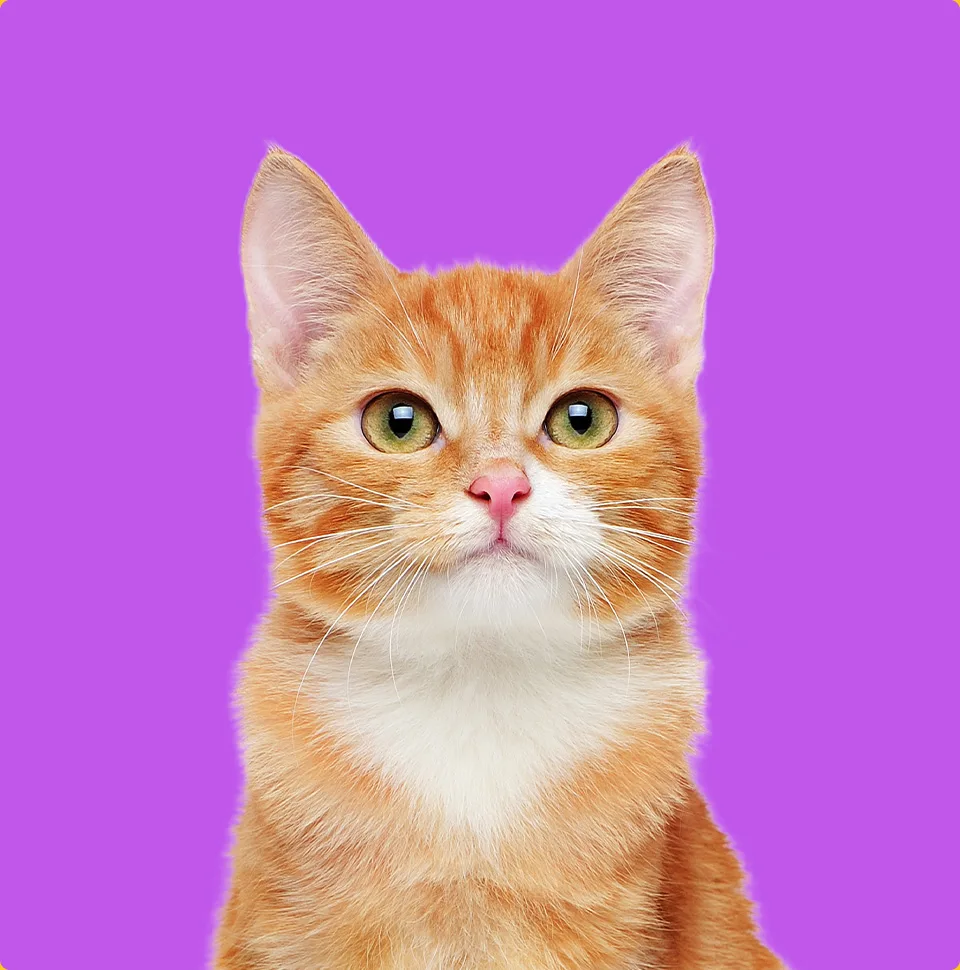 Productos para Felinos