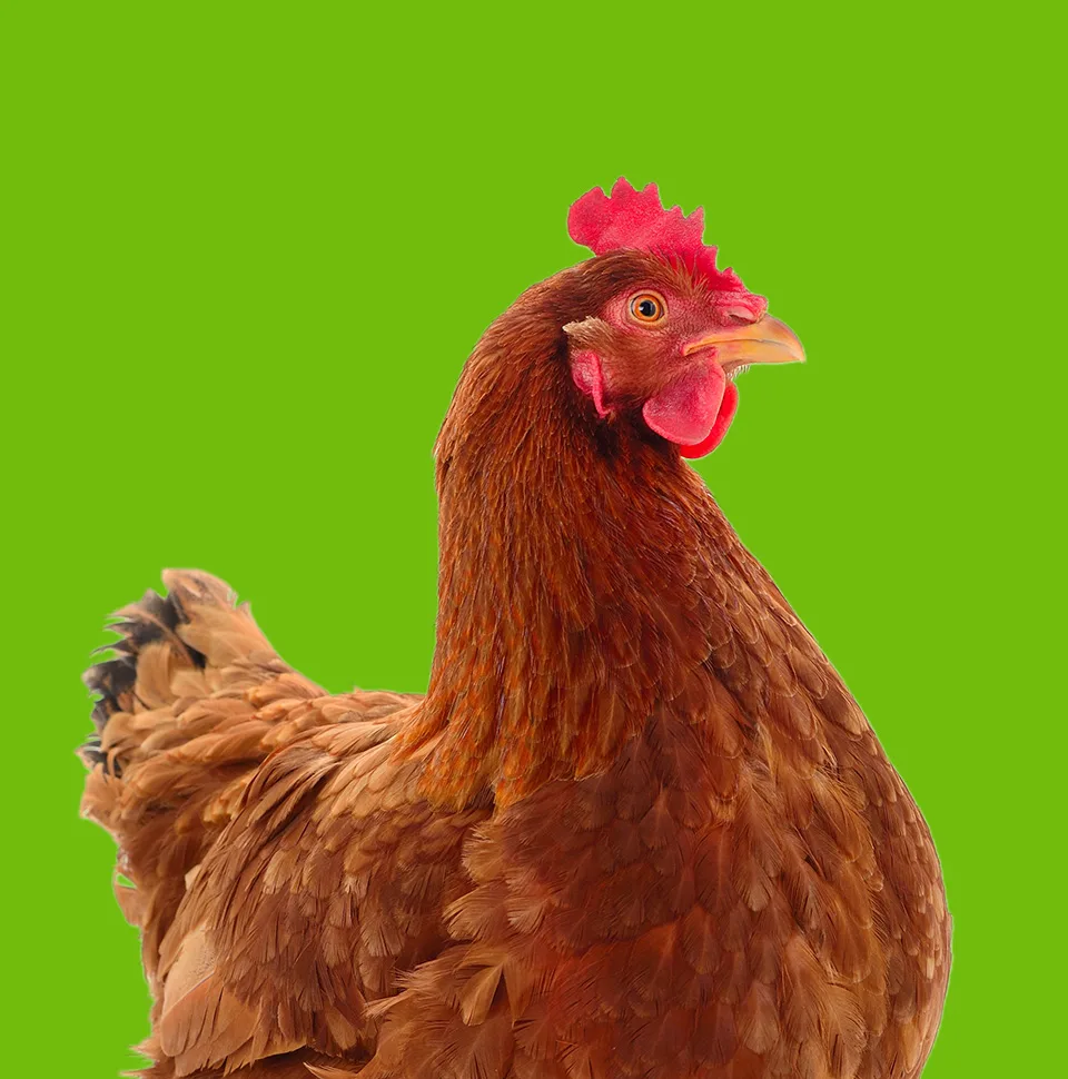 Productos para Aves