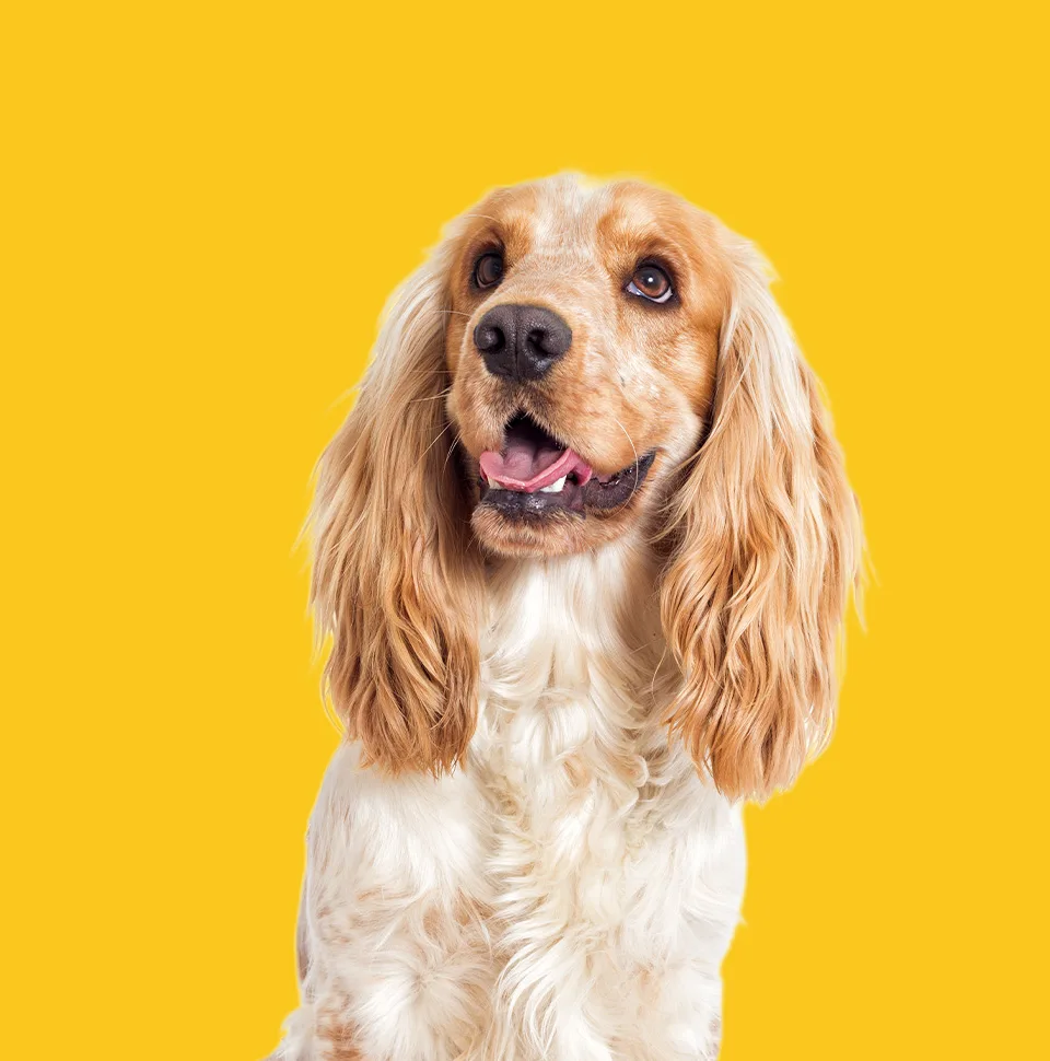 Productos para Caninos