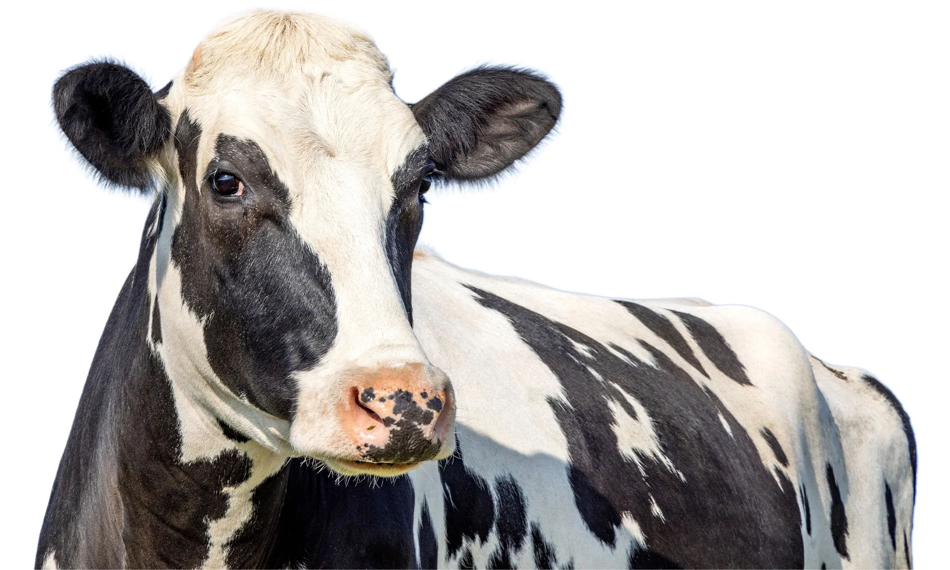 Compromiso con la salud animal